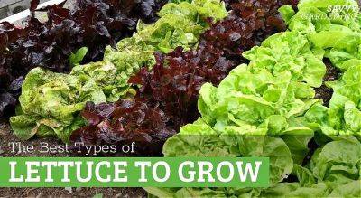 The Best Types of Lettuce to Grow in Gardens and Containers