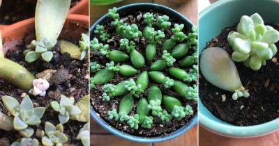 16 Succulents That Grow From Leaves
