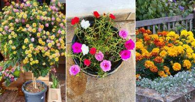 17 Plants that Bloom Instantly After Planting