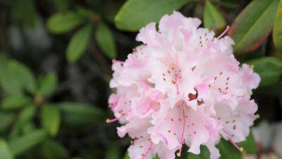 Rhododendron: how to grow and care for these spring and summer flowers | House & Garden
