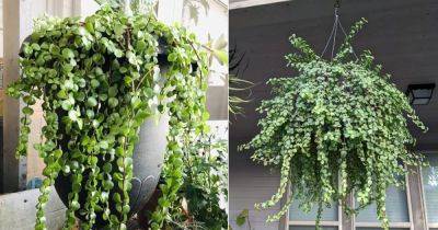 How To Grow A Spilling Jade Plant