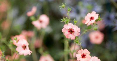 How to Plant and Grow Potentilla
