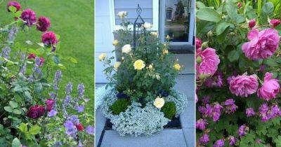 26 Companion Plants for Roses to Keep Pests Away