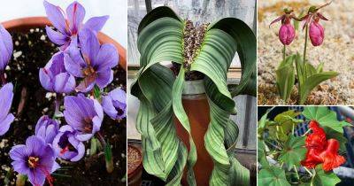 10 High Maintenance Plants For Gardeners Who Like Challenges
