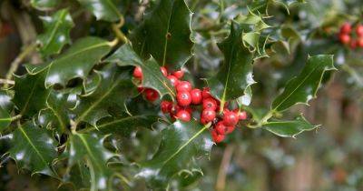 How to Grow Holly