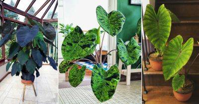 11 Best Colocasia Varieties to Grow Indoors
