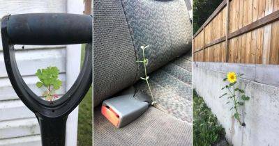 18 Plants That Are Growing Out Of Some Truly Strange Places