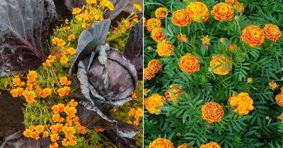 8 Best Reasons Why Everyone Should Grow a Marigold