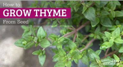 Growing Thyme From Seed: A How-To Guide for Beginners