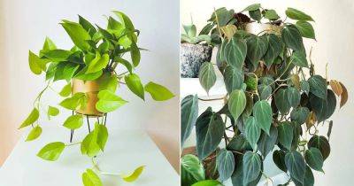 Pothos Vs Philodendron | Difference Between Pothos and Philodendron