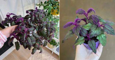 7 Purple Passion Plant Care Tricks that No One Will Share with You