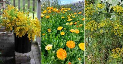 11 Herbs with Yellow Flowers