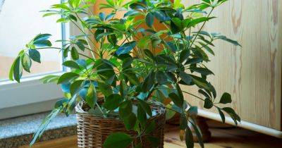 How to Grow and Care for Umbrella Plant (Schefflera)