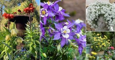 22 Flower Names that Start with C