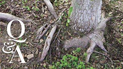 Can I Cut a Tree Root Without Killing the Tree?