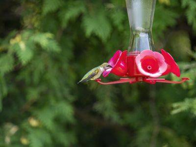 How To Keep Bees Away From Your Hummingbird Feeders, According To Experts