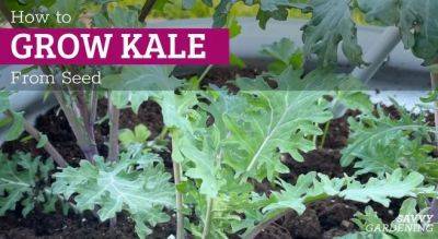 How to Grow Kale: Planting, Pest Prevention, and Harvesting Tips