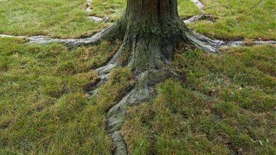Dealing with Tree Roots