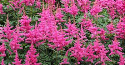 What to Do if Your Astilbe Fails to Bloom