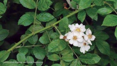 Weed Watch: Multiflora Rose