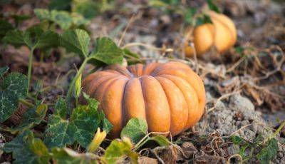 The Best Time To Plant Pumpkins For Fall Decor, According To Gardening Experts