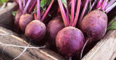 How to Prevent Beet Plants from Bolting