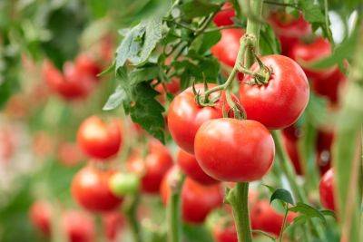 Here's How Often You Should Really Be Watering Your Tomatoes, According To An Expert