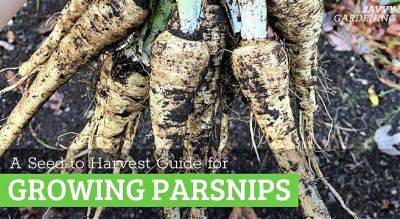 Growing Parsnips: A Seed to Harvest Guide