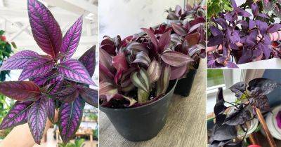 9 Purple Indoor Plants That Grow From Cuttings