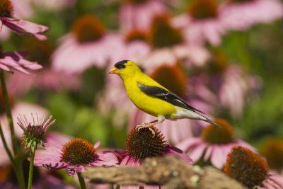 13 Plants That Will Attract Birds To Your Garden
