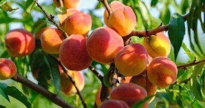 21 of the Best Peach Varieties to Grow at Home