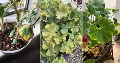 Why Do Geranium Leaves Turn Yellow ? 11 Reasons