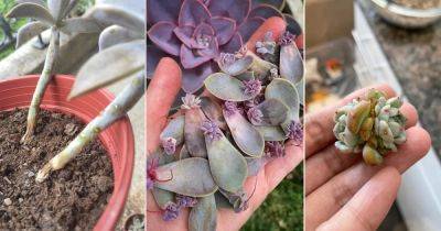 5 Best Ways to Propagate Hens and Chicks