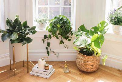 The Best Houseplant for You Based on Your Zodiac Sign