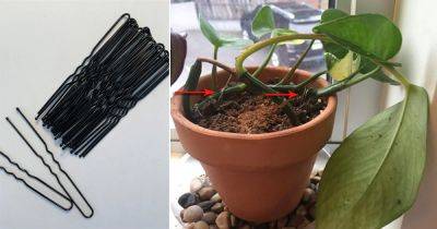 Use Hairpins to Make Your Plants Bushier and Full!