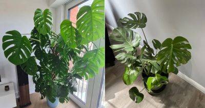 6 Super Tips to Grow Bigger Monstera Fast