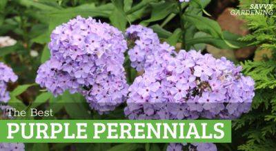 Purple Perennial Flowers: 24 Brilliant Choices for Gardens