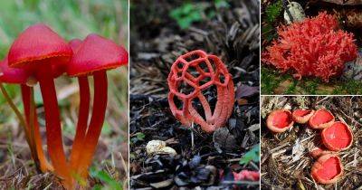 11 Red Mushrooms in Georgia