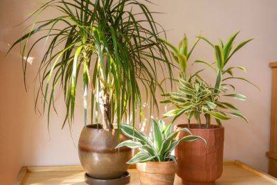 Building a Plant Collection? Start with a Statement Plant