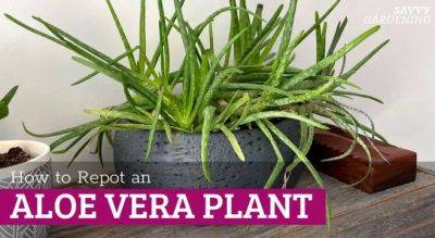 Repotting Aloe Vera: Tips for Choosing Potting Soil, Pots, and More