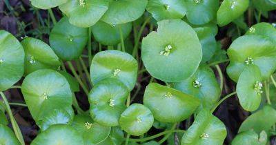 How to Plant and Grow Miner’s Lettuce (Claytonia)