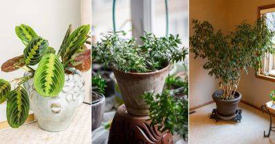 8 Most Religious Houseplants in the World