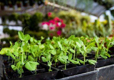 5 Tips for Picking Out Healthy Plants at the Nursery This Spring