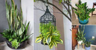23 Snake Plant Container Combination Ideas