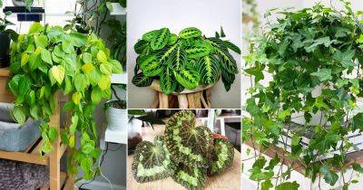 17 Best Houseplants to Propagate Within a Month (Fast Multiplying Indoor Plants)