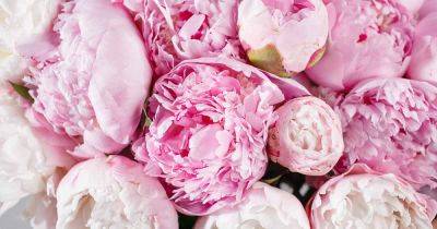 41 of the Best Pink Peonies for Your Garden