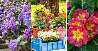6 Tricks to Grow Most Colorful and Beautiful Flowers