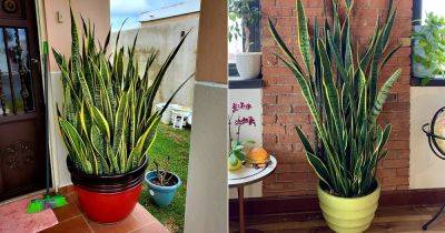 Why Every Home Should Have a Snake Plant