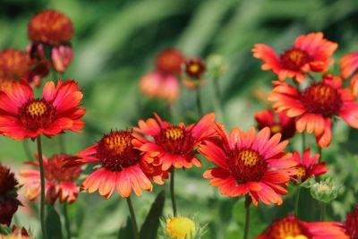 10 Fast-Growing Perennials That Will Fill Your Garden In A Flash