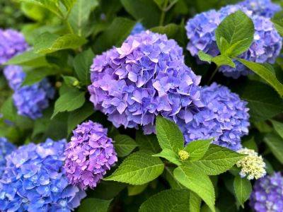 Here's When To Plant Hydrangeas, According To Experts